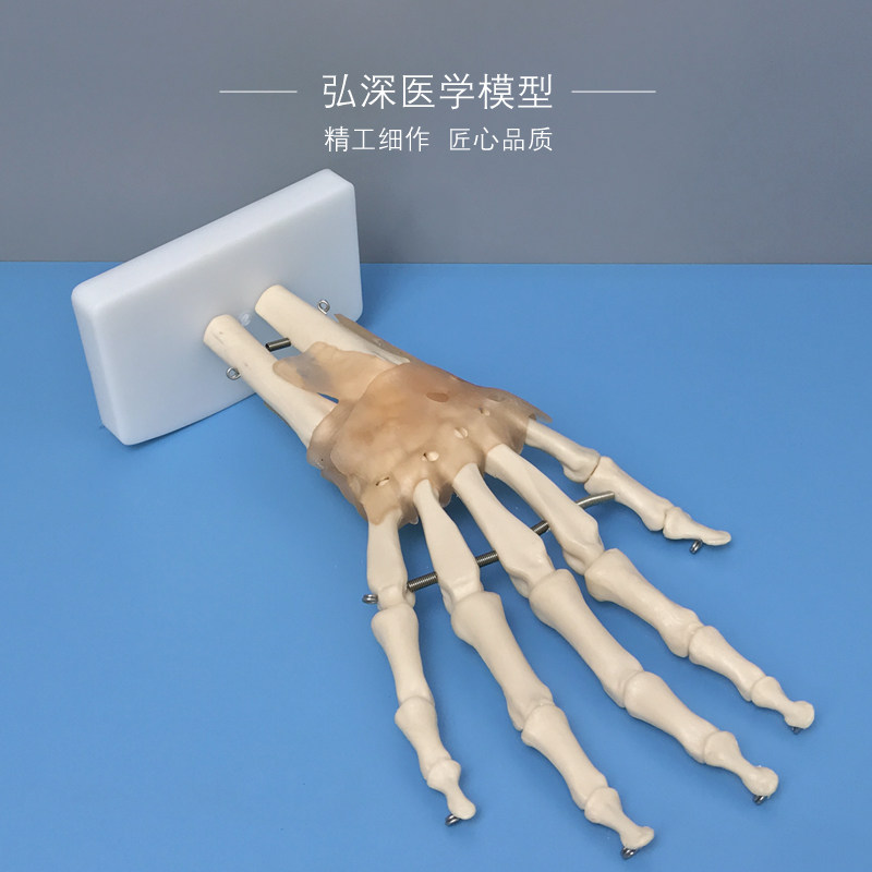 人体手骨模型手腕关节手部解剖手掌骨骼结构韧P带活动医学教学模