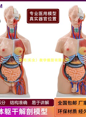 高级成人人体躯干附内脏可拆装模型4C0件人体内脏解剖模型85CM高