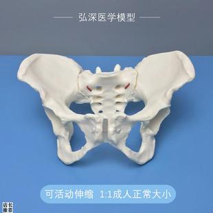女性骨盆模型可活动伸缩松紧v成人体1G比1妇科产后康复助产瑜伽教