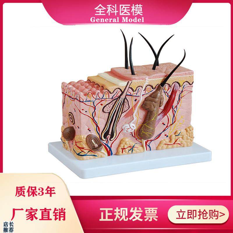 皮肤结构c放大模型中型组织层次立体构造微整形美容医教学模具玩