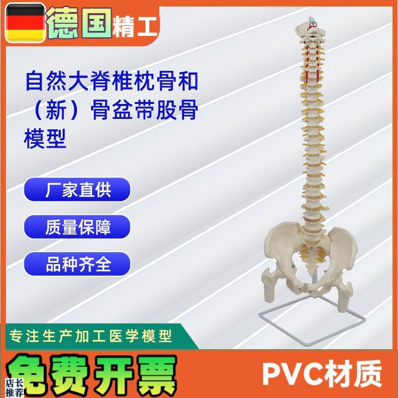 自然大脊椎枕骨和新骨盆带股骨P模型人体脊椎模型