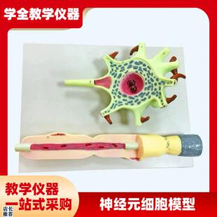 神经元模型教学仪器神经元胞体和神N经纤维结构放大模型
