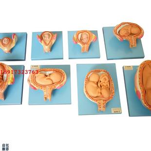 高级妊娠胚胎发育过程模型子宫胎D儿发育教学胎儿发育过程模型
