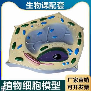 植物细胞模型细胞器叶绿体初中高中生物课实验器Y材教学模具