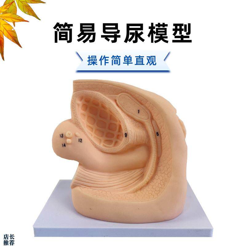 人体内外生殖器解剖及女性性导尿模型男性泌尿R系统生殖系统模型
