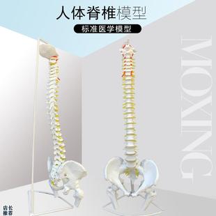 医用人体脊柱模型人体骨骼大脊椎成人1:1带颈椎胸椎尾Y椎椎骨骨盆