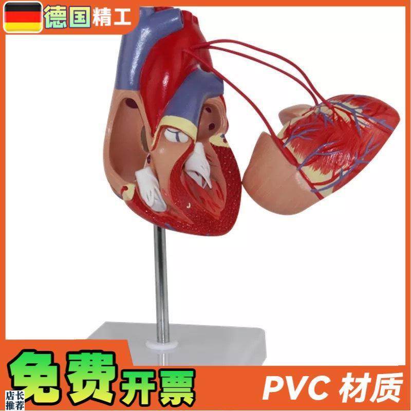 德国】KX-A400ar普信心脏搭桥心解剖心血管人体心脏心内科模型