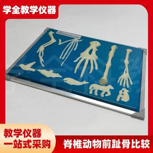 脊椎动物骨骼模型k前肢标本比较生物课实验展示器初中高中教学仪
