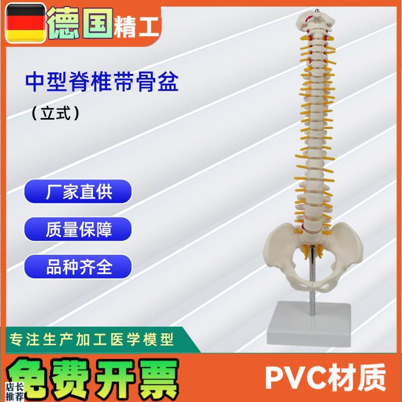 中型脊椎带骨盆(立式)模型人J体骨骼模型脊椎模型