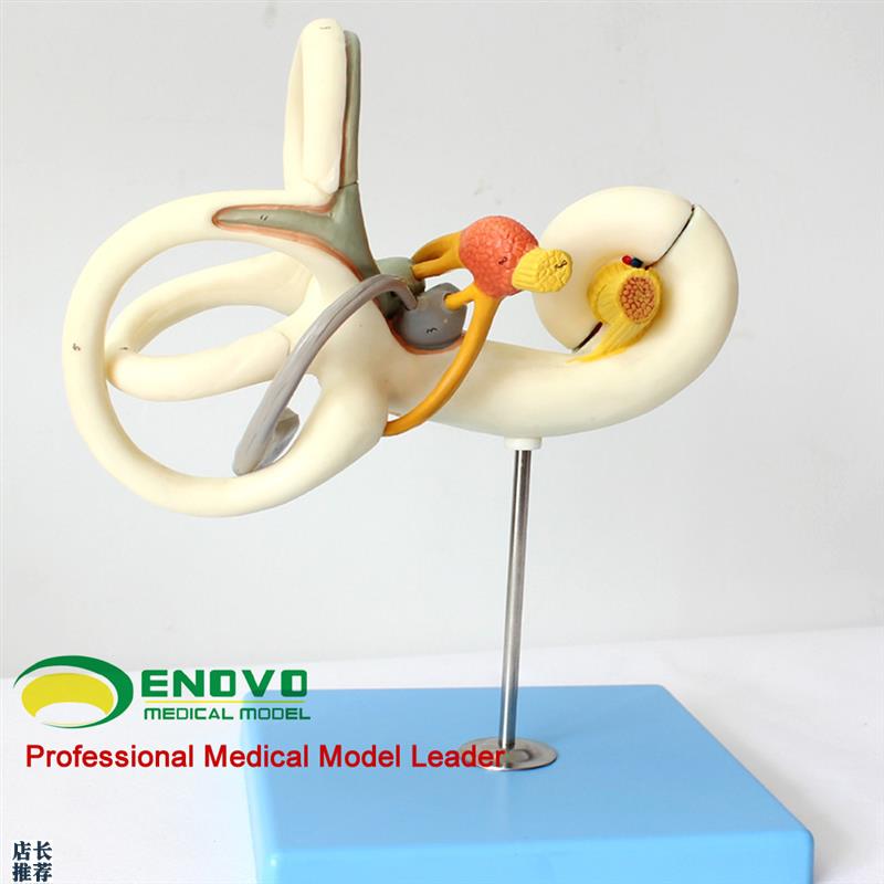 颐诺正品人体内耳迷路放大模型听觉系统L耳鼻喉科医患沟通教具