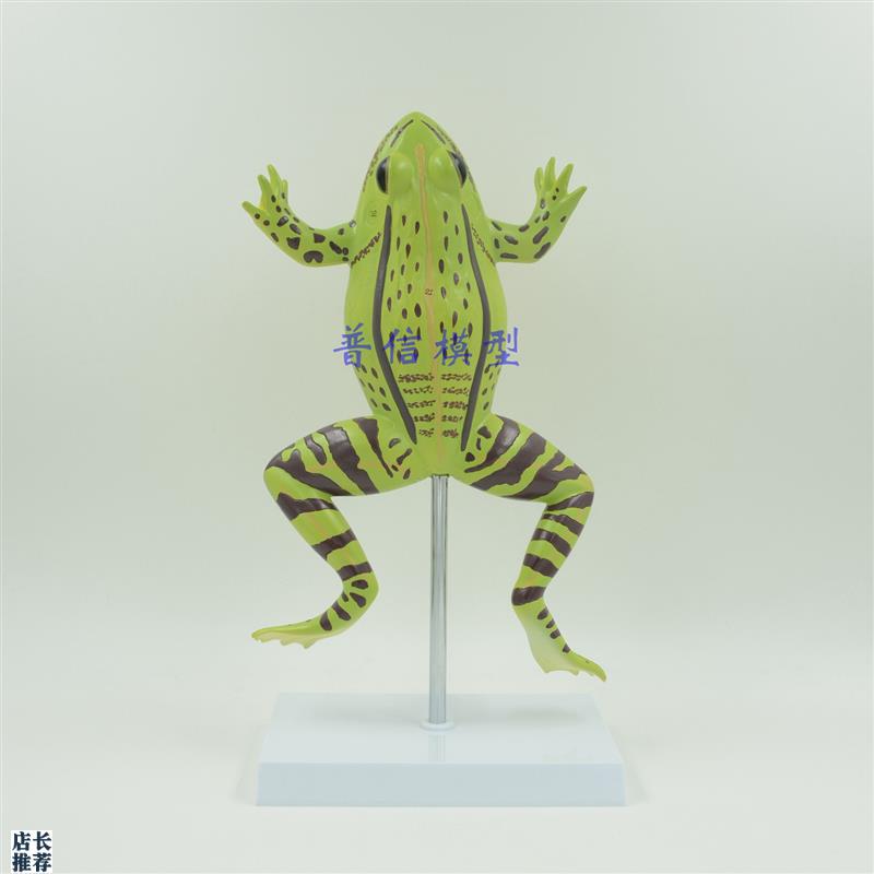 普信青蛙解剖g蟾蜍蛤蟆解剖模型动物解剖教用青蛙模型生物