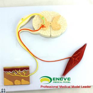 ENOVO颐诺人体医学神经反射弧模型条件反射P中枢神经传导心理神经