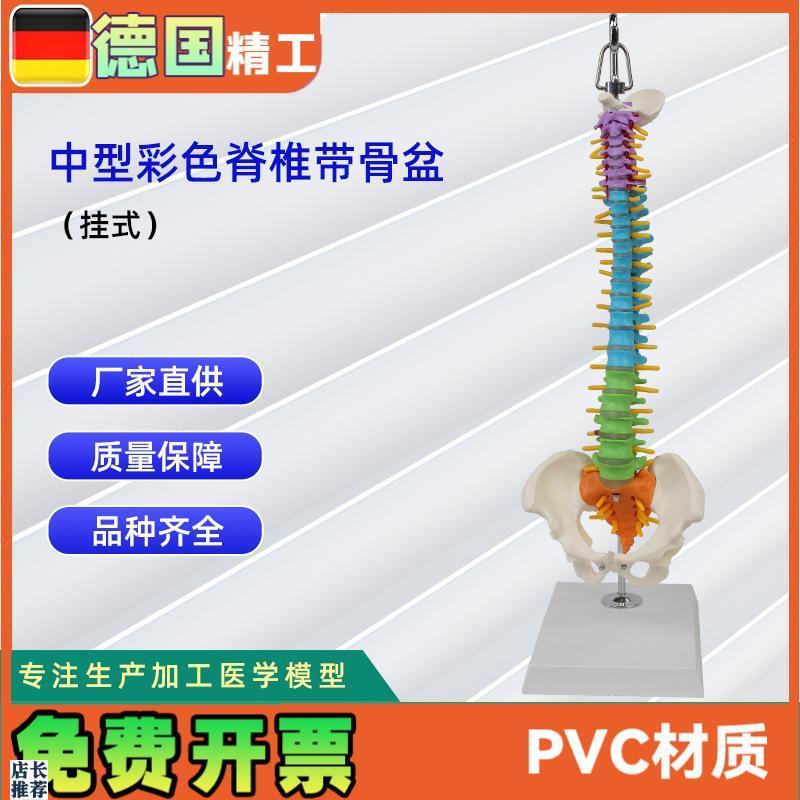 中型彩色脊椎带骨盆q(挂式)仿真人体脊椎医学演示模型
