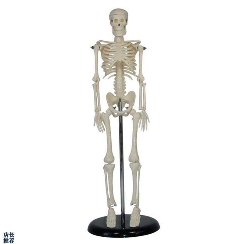 人体儿童骨骼模型k(42cm)小学科学教具拼装生物仪器教学仪器