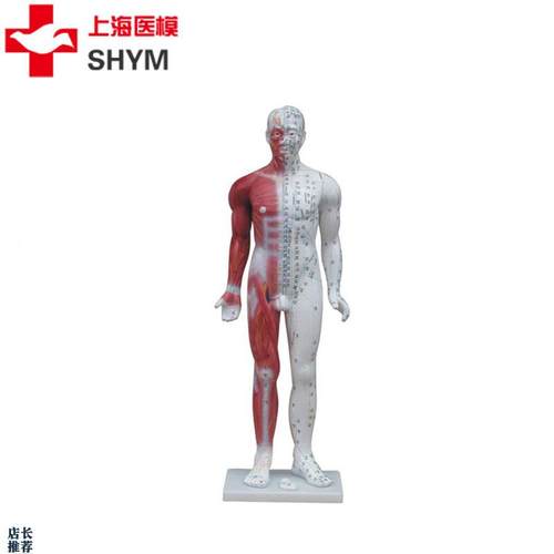 上海医模a十四经穴标准针灸模型半边肌肉解剖人体经络穴位中医教