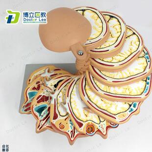 正品人体头部断层j头颅脑水平切模型脑CTMRI大脑模型影像放射学
