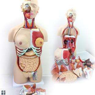 ENOVO颐诺85CM人体器官系统解剖模型K医学解剖系统躯干内脏模型