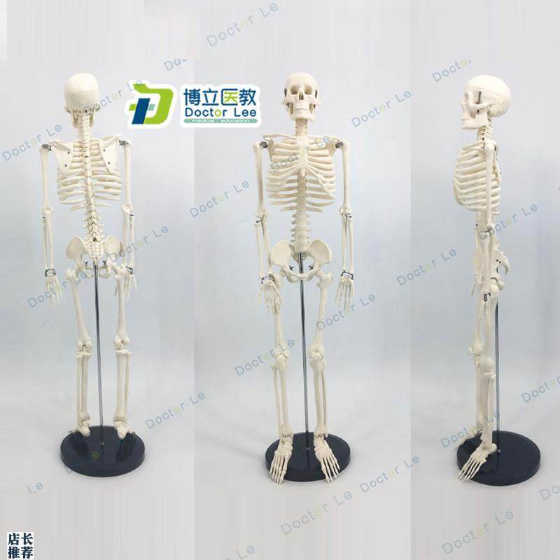 可活动骨架标肌肉解剖脊椎骷髅小针刀E正骨针灸85cm人体骨骼模型