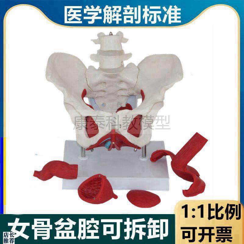 盆底肌模型女骨盆内脏q生殖泌尿器官可拆卸月嫂家政产康修复培训