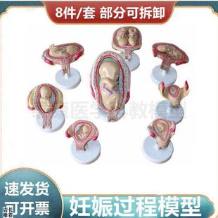 妊娠过程模型f足月妊娠腹腔盆腔解剖可拆卸受精卵形成胚胎发育生