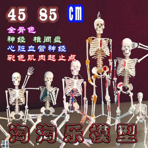 人体骨骼模型骨架45cm85血管神经肌E肉迷你小椎间盘医用20教学解