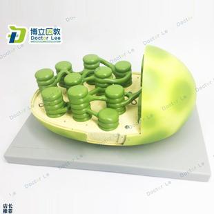 植物教学模型叶绿体m结构模型显微结构初高中生物教学模型科教仪