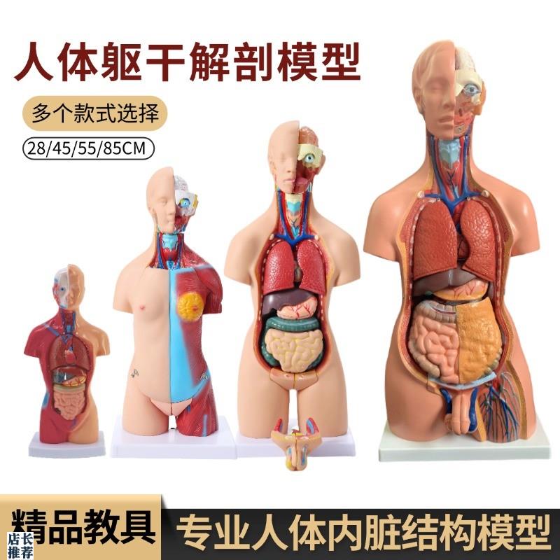 医学内脏人体器官结构躯u干解剖模型心脏构造儿童可拆装教学玩具