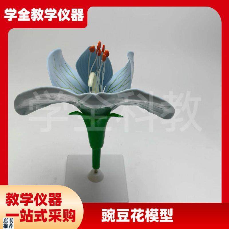 豌豆花放大模型可拆卸子房解剖双A子叶植物花高中生物教具园艺观