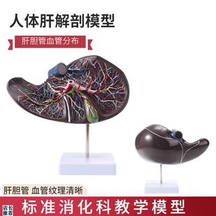 人体肝胆囊血管模型肝脏r解剖模型消化外肝胆科消化系内脏器官构