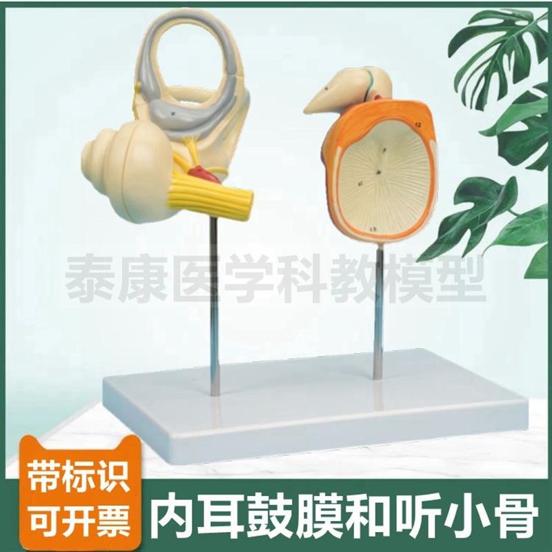 人内耳模型耳蜗半规管鼓q膜听小骨声波感受器听觉形成原理耳朵结