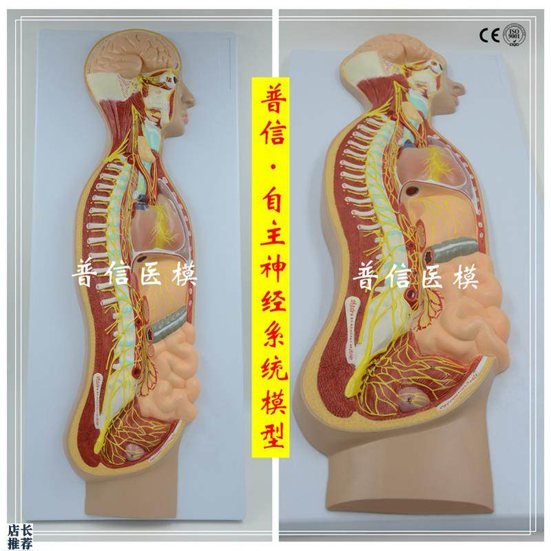 自主神经系统模型全身交感神A经器官眼肠解剖医学教学展示