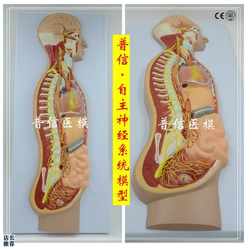 自主神经系统模型全身交感神A经器官眼肠解剖医学教学展示
