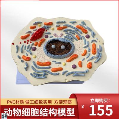 动物细胞亚显微结构模型医院生物学校教学教具学生学.习演示模型