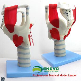 颐诺正品喉c结构与功能放大模型耳鼻喉科五官科喉模型声乐教学