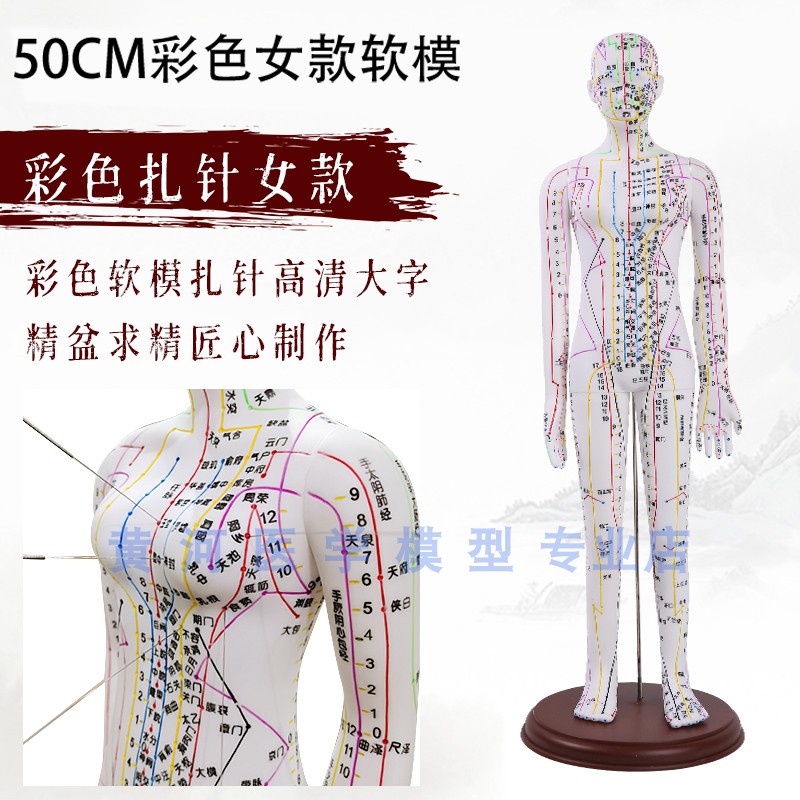 新款彩色 白色 针灸人体模型 男60CM女50CM 穴位 经W络 针灸 模型