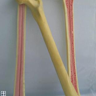 骨科手术练习Sawbone仿真骨练习股骨人体N教学医用模型医学教仪