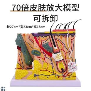 70倍人体d皮肤组织结构放大解剖模型医学美容整形立体皮肤放大模
