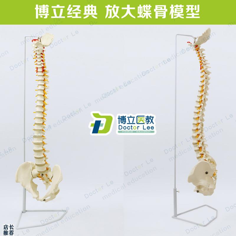人体脊椎模e型带骨盆股骨人体骨骼挂式脊柱医用脊柱模型局