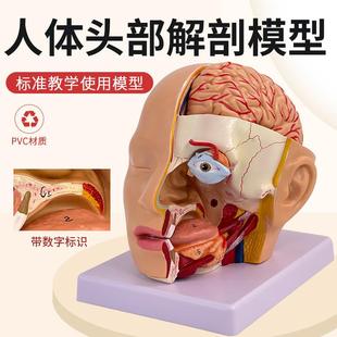 人体头部解剖附脑动脉模型颅A脑解剖模型面部解剖头脑解剖模型