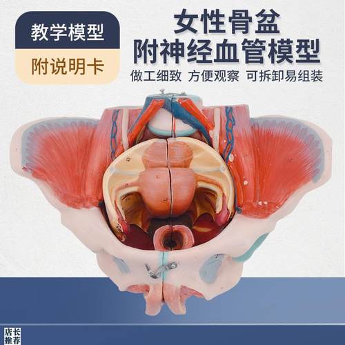 女性骨盆模型盆底肌带生殖器血管神G经肌肉子宫人体解剖教学医学