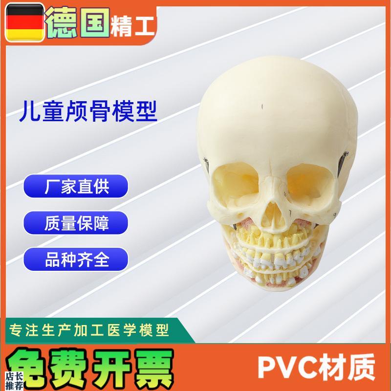 少儿颅骨模型医学人体头骨颅骨PVC仿G真骨科教学模具少儿病理研究