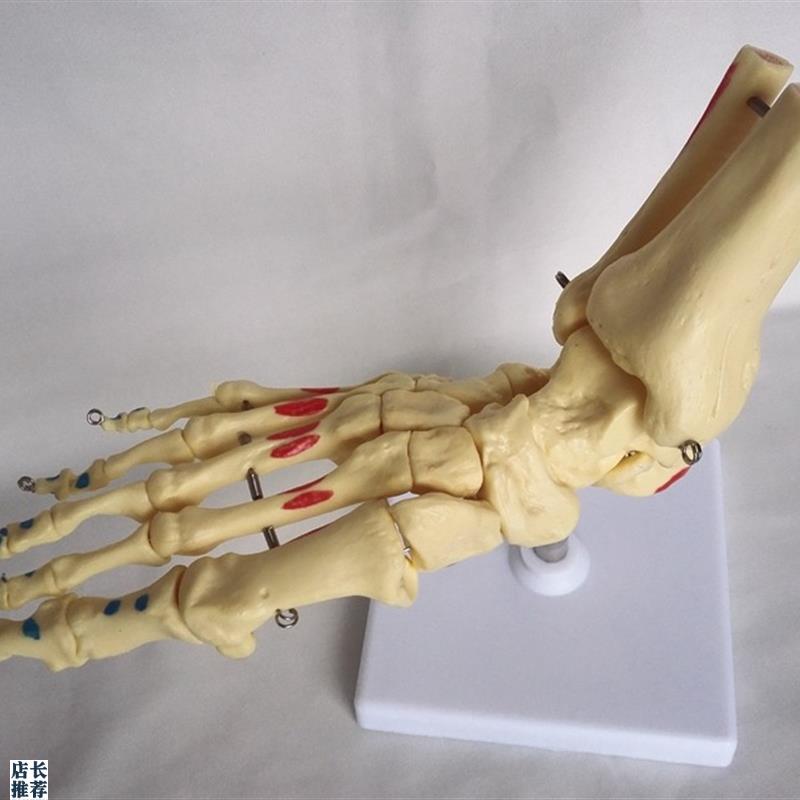 自然大脚关节骨骼肌肉着w色人体骨架脚趾医用教学模型玩具