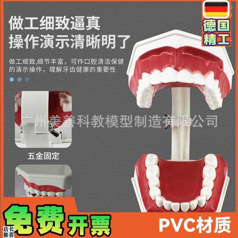 儿童早教刷牙模型两倍大幼儿y口腔教学模型牙齿模型幼儿园教刷牙