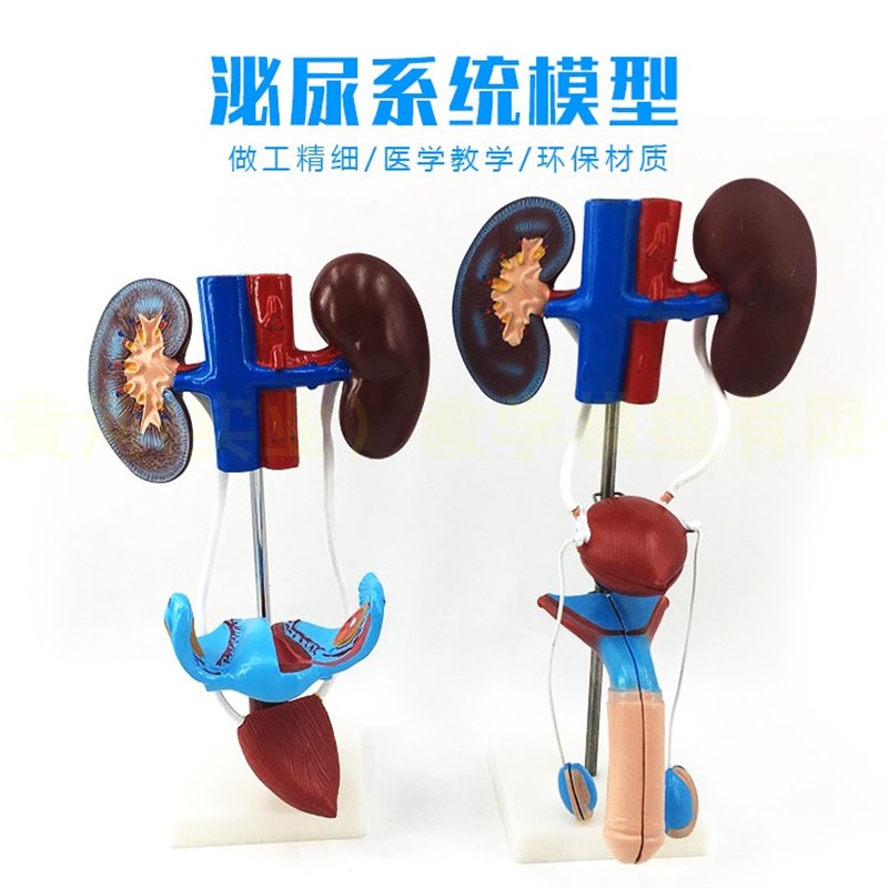 男性女性泌尿生殖系统模型肾脏解剖模具膀胱输Q尿管结构造立体教