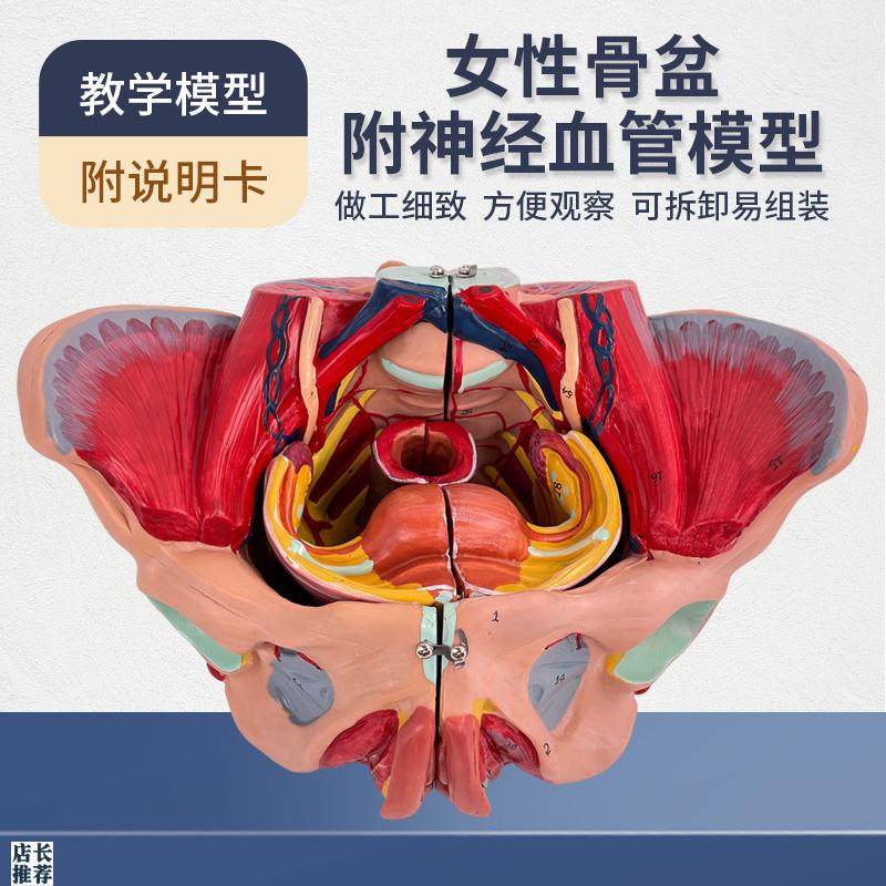 女性骨盆模型盆底肌带生殖器血管神经肌肉子P宫人体解剖教学医学