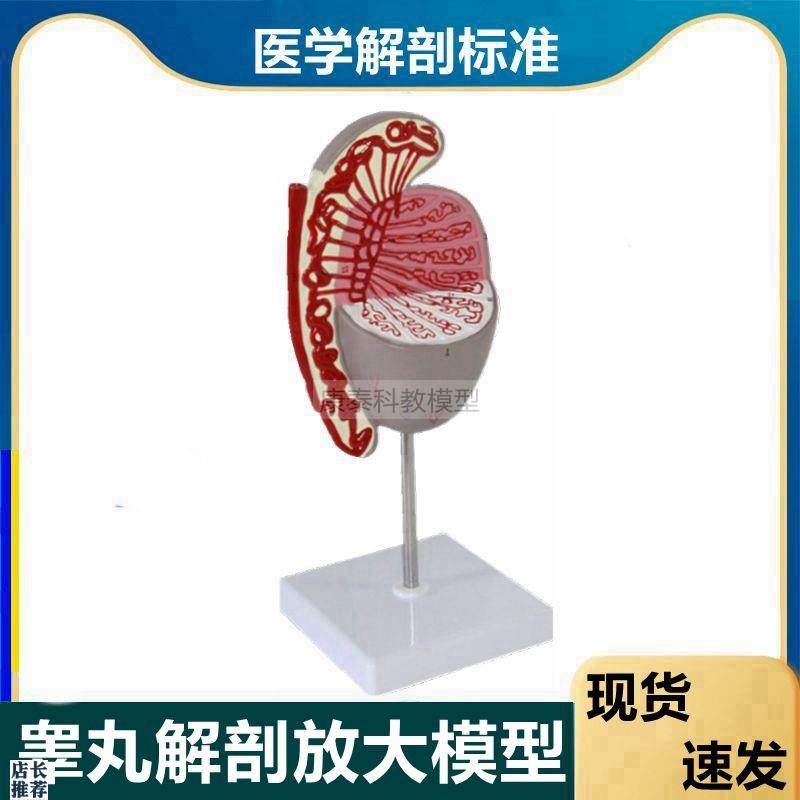 睾丸模型附睾输精管男性生殖精子发育过程生殖细T胞男科医患临床