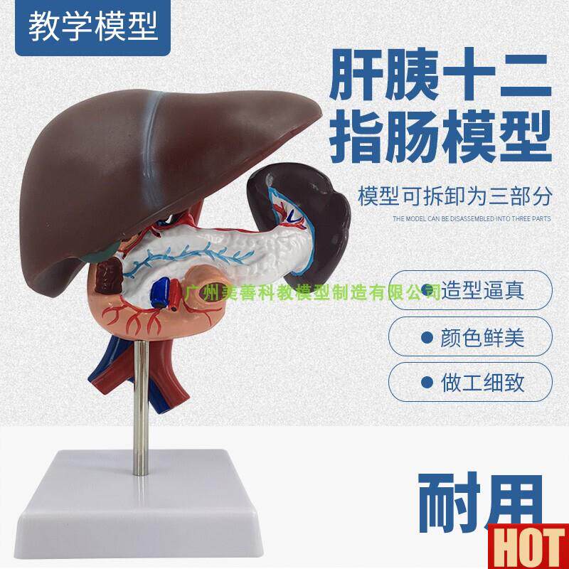 学仿真人体肝胰和十二指肠解剖模型 胰 肝 脾 内脏解q剖标本教具
