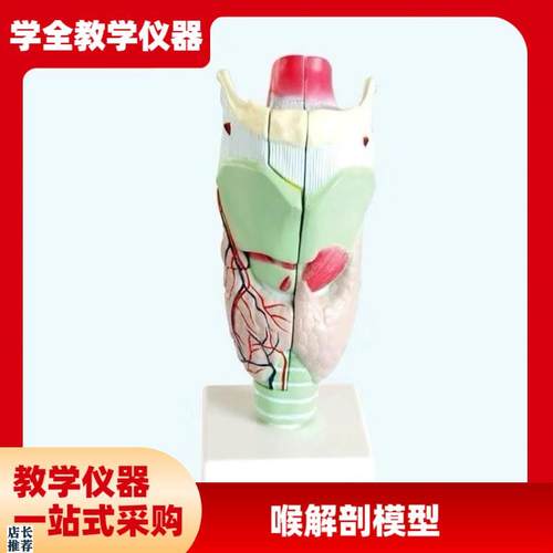 喉咙解剖咽喉模型放大标本喉部血管甲状腺O喉结头医院教学模型