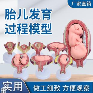 妊娠胚胎发育胎儿形成发育过程模型计划生育R展示胎儿胚胎模型