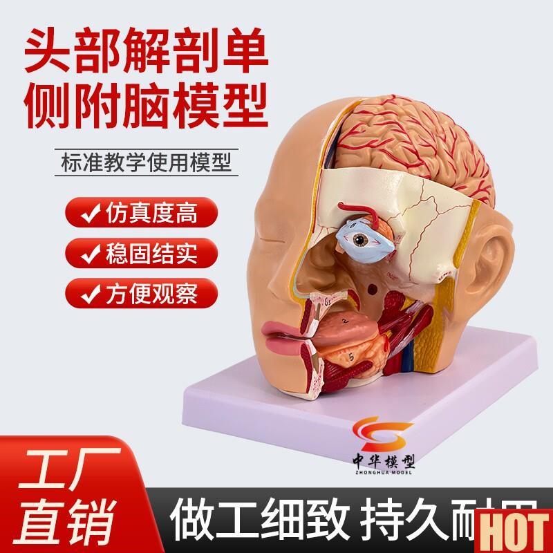 体头部解剖模型 头颅附脑动脉模型 眼球口腔咽枕J骨颅底解剖模型